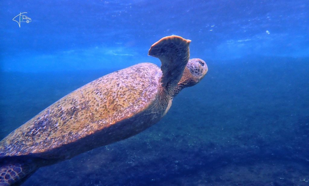 Traumhafte Isla Coiba auf dem Weg nach&nbsp;Panama-Stadt