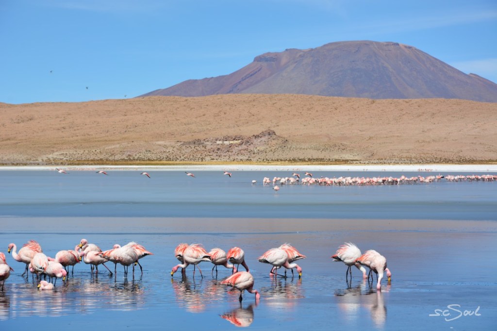 Lagunen, Flamingos und&nbsp;Geysire
