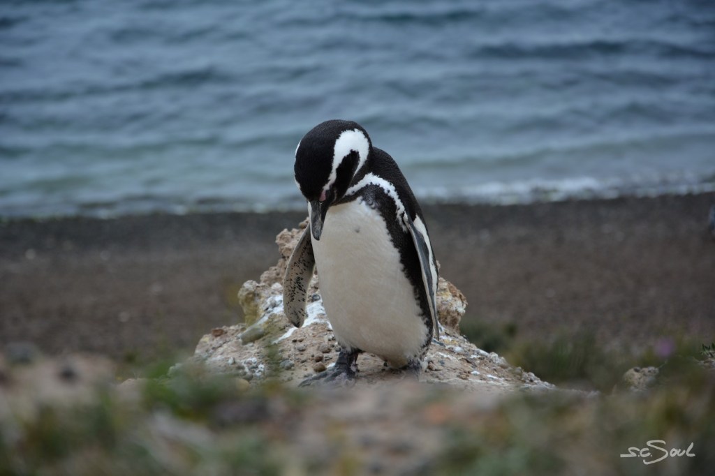 3949 Kilometer – Ziel: Montevideo