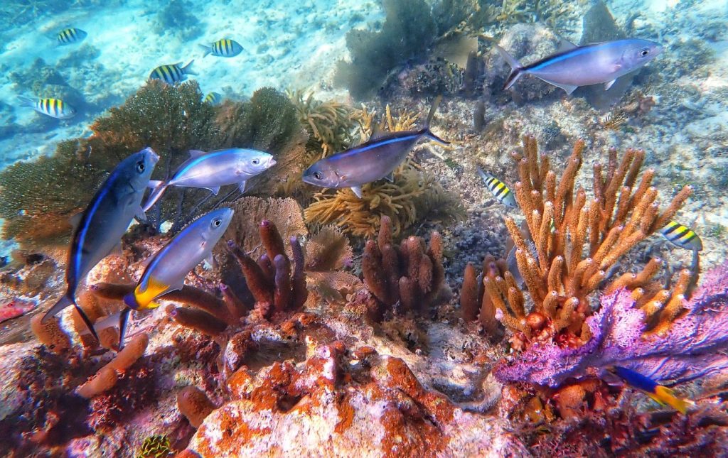 Go Slow auf Caye Caulker